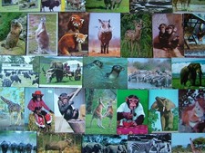 100 Used & Unused Postcards of ANIMALS & WILDLIFE. Modern size.