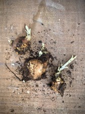 THREE YACON rhizome cuttings