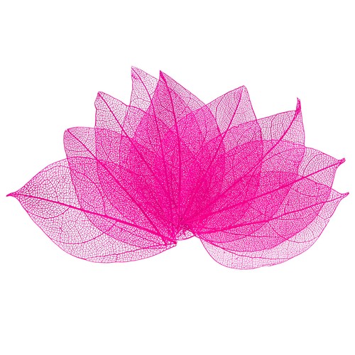 100 pack skeleton - skeleton, leaves
