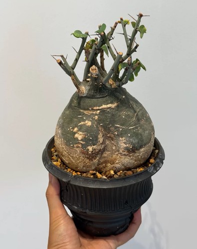 14cm rare live - 14cm, house
