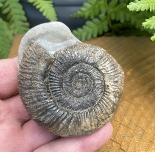 Dactylioceras ammonite fossil - dactylioceras,