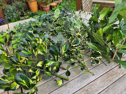 Beautiful fresh foliage - beautiful,
