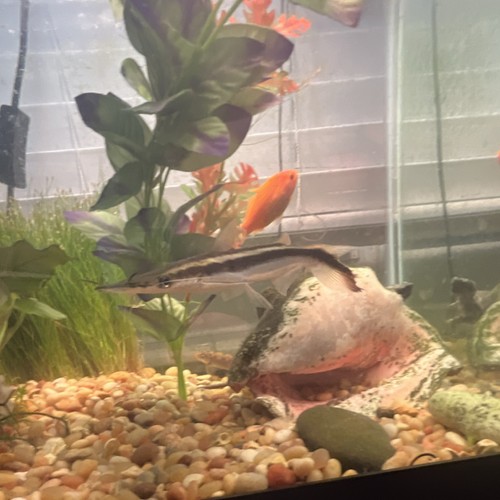 Lima shovel nose catfish - , 7”