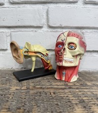 Human Anatomy Model Lot