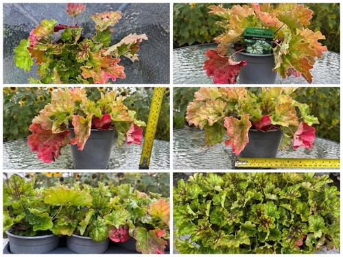 Heuchera marvelous - heuchera, ‘marvelous