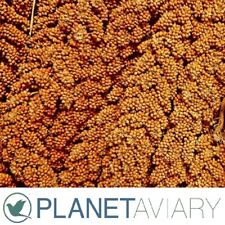 RED MILLET SPRAYS 1KG French