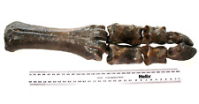 Pleistocene Steppe Bison Ice Age mammal fossil Complete Lower leg with hooves