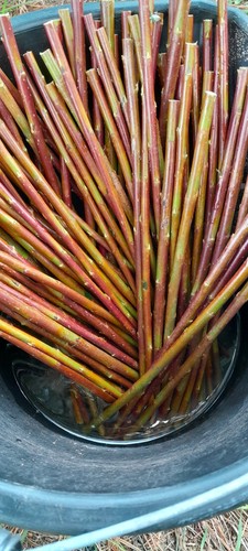 Willow cuttings salix - 20,