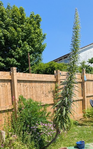 Echium pinniana well - 3,