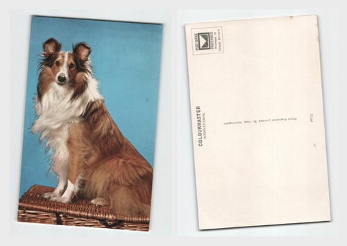 Vintage postcard collie - vintage,