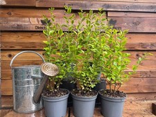 10x Large Golden Privet