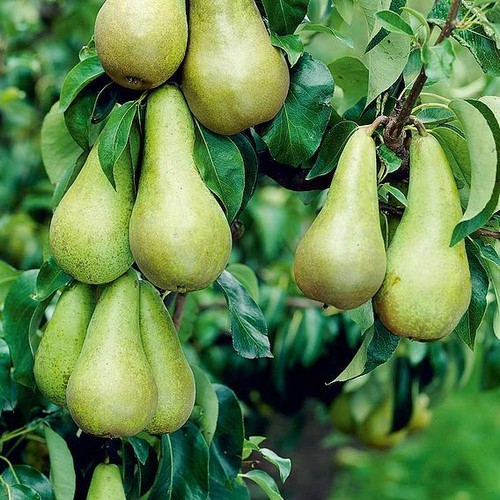 Suttons pear fruit tree - suttons,