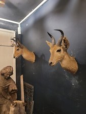ONE Rare Taxidermy Horns Skull