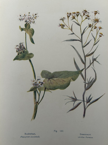 Buckwheat sneezewort 1910 - buckwheat, &