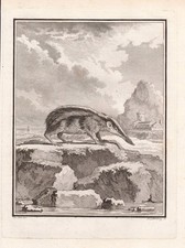Tenrec Animals Animal Engraving Copperplate Buffon 1780