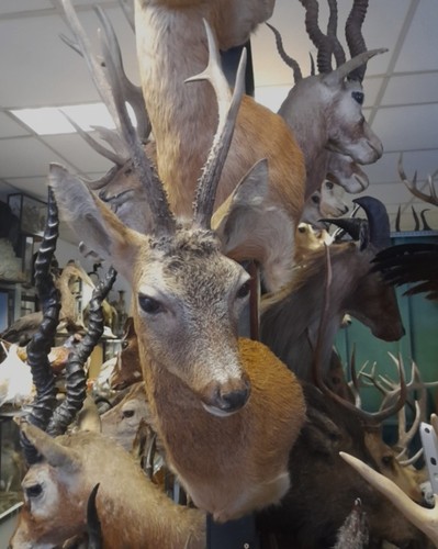 Fine modern taxidermy roebuck - fine,