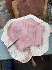 Huge Redwood Sequoia Live Edge Cookie Slab Tree Slice Semi Seasoned Ref:S8