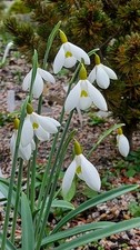 Galanthus DRYAD GOLD MEDAL -