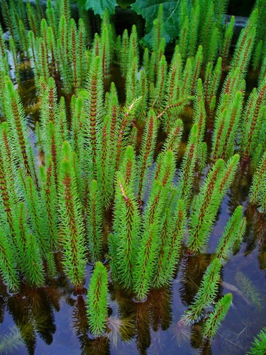 Stems mares tail hippuris - stems,