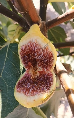 Cul dama variegato - x,