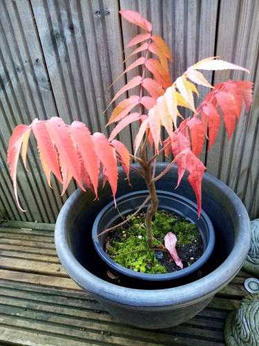 Staghorn root plant tree - staghorn, 1