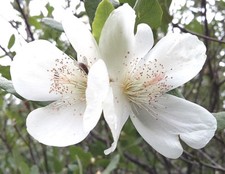 Brush Bush, EUCRYPHIA GLUTINOSA, hardy flowering shrub, plant, scented,
