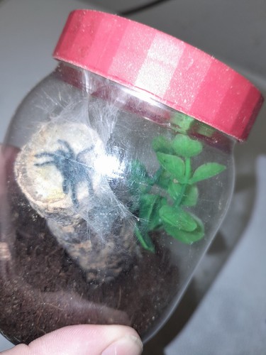 Tarantulas set ups - tarantulas,