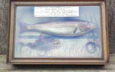 Antique Taxidermy Whiting
