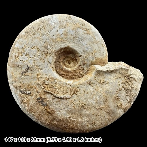Harpoceras somerset - 5.5",
