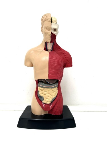 Bluebird toys viscera model - toys,