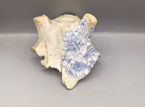 Decorated fallow deer - fallow, skull