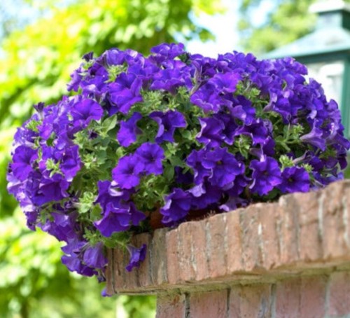 200 early petunia blue - petunia,