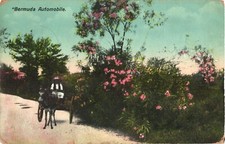 Man In His Donkey Carriage