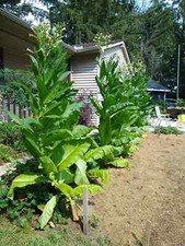 2,000 Tobacco Seeds - MICHIGAN