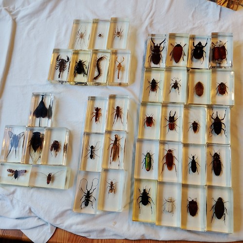 Collection insects - insects, &