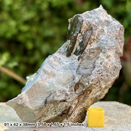 Fossil hybodus shark - shark, tooth