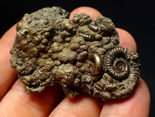 Pyrite multi ammonite - pyrite, fossil