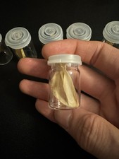 Grey Squirrel Scapula