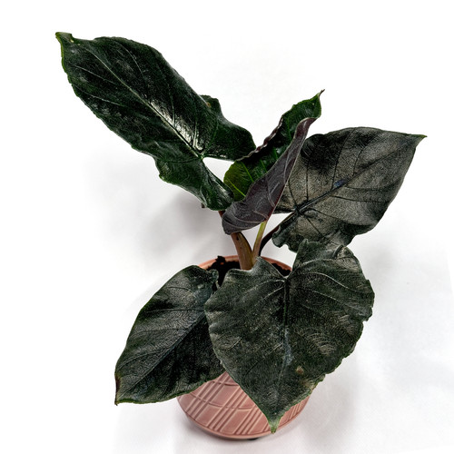 Alocasia antoro velvet - ‘antoro, velvet’