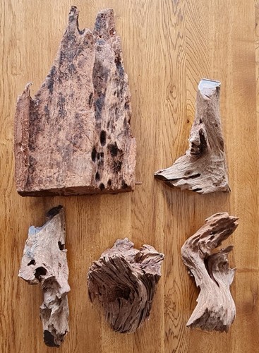 Reptile driftwood for - for,