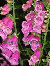 DIGITALIS PURPUREA NATIVE PURPLE FOXGLOVE 26,000 SEEDS ~ 2gm PERENNIAL FLOWER