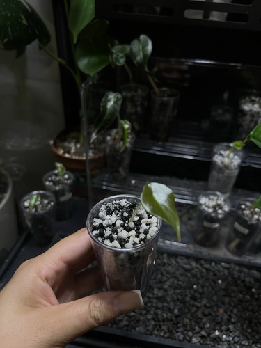 Alocasia cupria juvenile - alocasia,