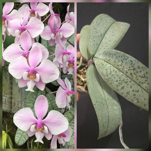 Phalaenopsis schilleriana - phalaenopsis,