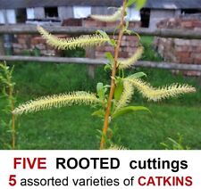 Willow Tree ROOTED cuttings FIVE types CATKINS Red Golden Corkscrew Curly Black