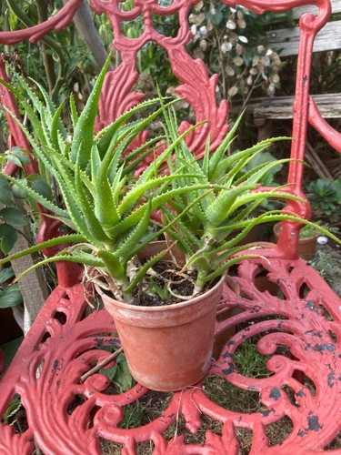 Aloe vera arborescens - arborescens,