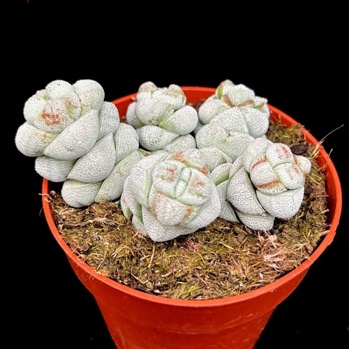 Crassula moonstone group - , rare