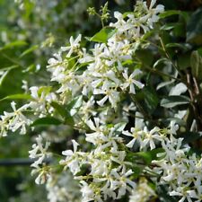 Suttons Trachelospermum Jasminoides Evergreen Climber Fragrant 1 x 2 Litre Pot