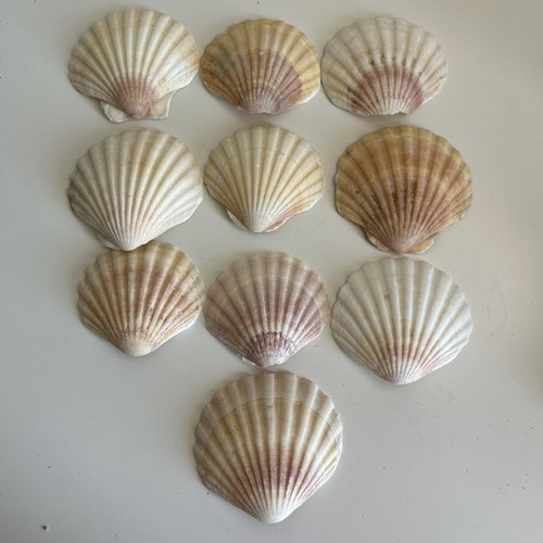 Curved scallop shell pieces - 10,