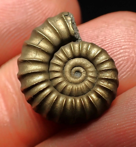 Promicroceras pyritosum