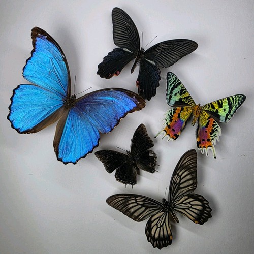 Real butterfly moth collection - real,
